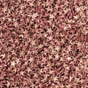 Confetti #558