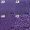Perlas Perladas Morado